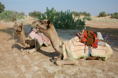iki Arap Develer rajastan, Hindistan thar çöl safarisi