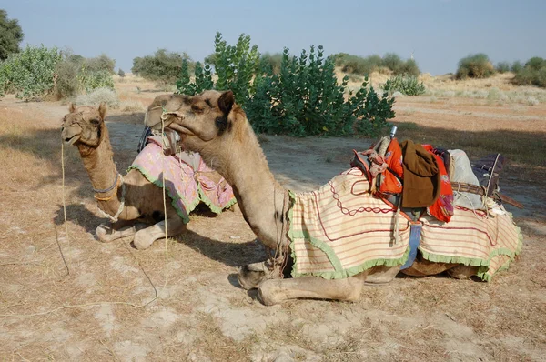 Dwa wielbłądy arabskich w thar desert safari w Radżastanie, Indie — Zdjęcie stockowe