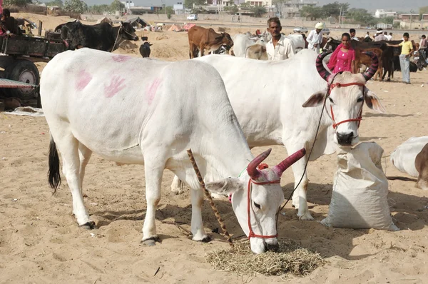 Two holy cows with panted pink horns at camel fair,Pushkar,India