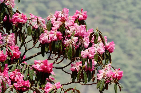 粉色的花的美丽杜鹃开花、 喜马拉雅山、 尼泊尔 — 图库照片