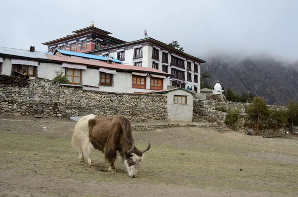 Yak perto do mosteiro budista de Tengboche, região do Everest, Nepal — Fotografia de Stock
