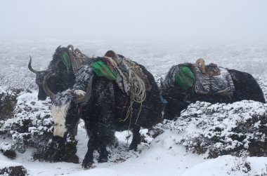 Yak caravan going from Everest Base Camp in blizzard, Nepal clipart