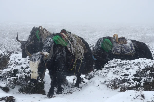 牦牛商队从珠穆朗玛峰大本营在暴雪，尼泊尔 — 图库照片