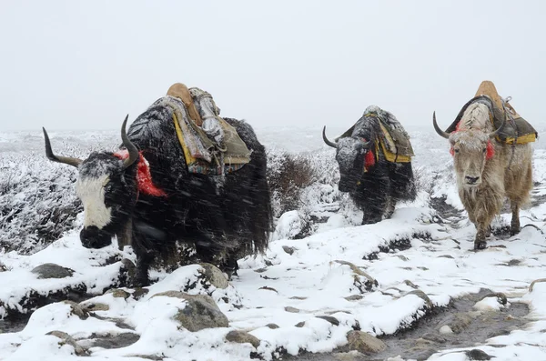Caravane Yak partant du camp de base de l'Everest dans une tempête de neige, Népal — Photo