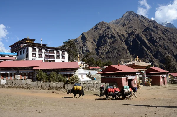 Caravana de iaque passando pelo famoso mosteiro budista em Tengboche, Nepal — Fotografia de Stock