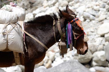 eşek ile everest bölgesi, nepal, ağır yük portresi