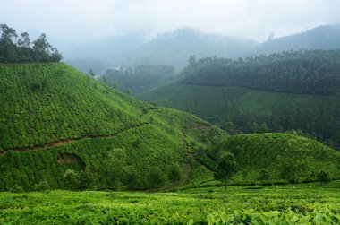güzel taze yeşil çay tarlaları munnar, kerala, Hindistan
