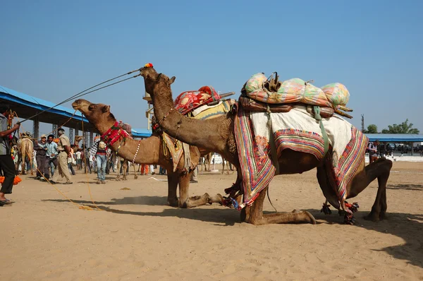 Cammelli nomadi tribali che partecipano alla competizione al festival del bestiame nella città santa indù di Pushkar, India — Foto Stock