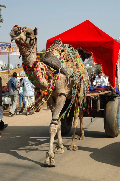 : Camello decorado y su dueño van a participar en la mela anual camello pushkar (feria), India — Foto de Stock