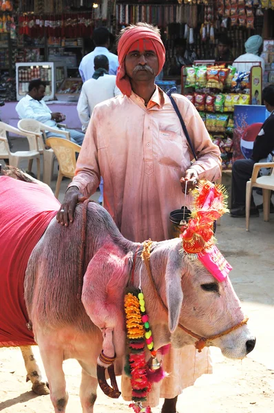 Ritratto del vecchio rajasthani Sadhu, monaco indù errante con vacca santa che va alla festa annuale di cammello mela a Pushkar, India — Foto Stock