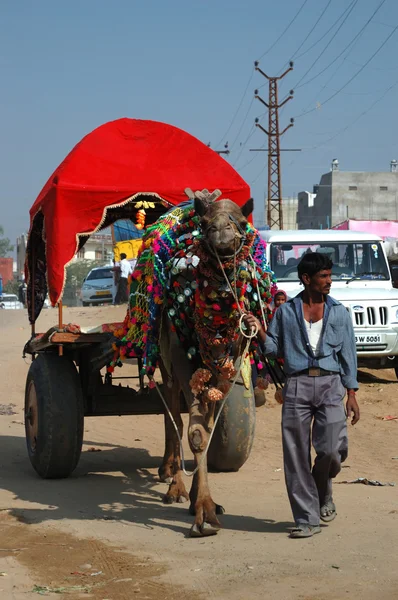 Camello decorado y su dueño van a participar en la mela anual camello pushkar (feria), India —  Fotos de Stock