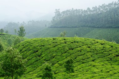 yeşil çay bahçelerinde munnar highland, kerala, Batı ghats, Hindistan