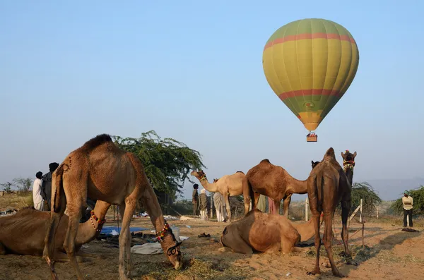 Hot air balloon flying over tribal nomad camel camp early in the morning,Pushkar,India — Stock Photo, Image