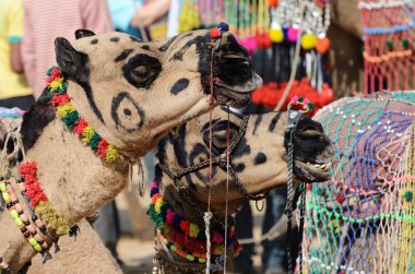 iki aşiret göçebe Develer sığır Festivali, Hindistan dekore