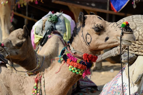 有名なアジア牛祭、プシュカル、インドでラクダに遊牧民を装飾 — ストック写真