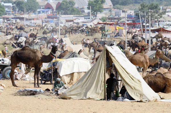 Tribal people are preparing to cattle fair in nomadic camp, Pushkar, India —  Fotos de Stock