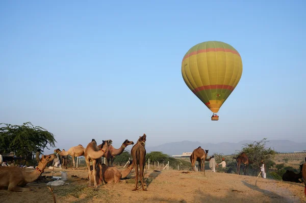Globo de aire caliente volando sobre el campamento de camellos nómadas tribales, Pushkar, India — Foto de Stock
