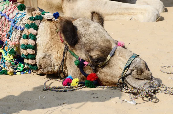 Hoofd van tribal nomad kameel ingericht in vee eerlijke holiday, rajasthan — Stockfoto