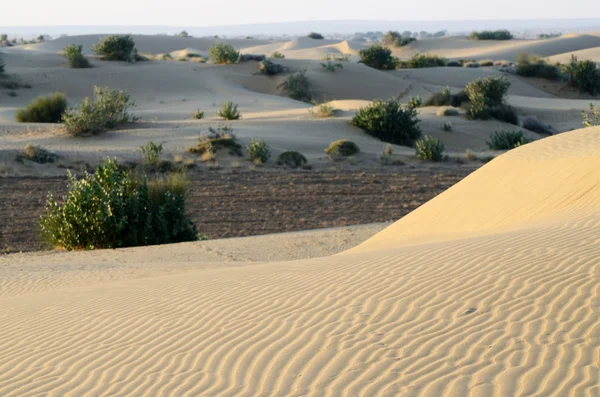 美丽的沙丘的塔尔沙漠日出，拉贾斯坦邦，印度，南亚期间 — 图库照片