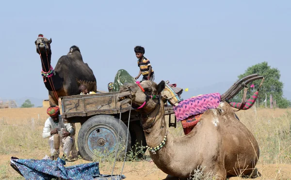 Nomadiska gypsy människor i begrepp att traditionell nötkreatur rättvis semester, Indien — Stockfoto
