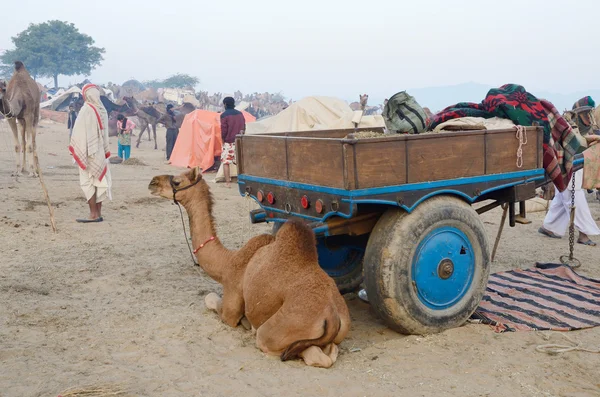 Wielbłąd arabski dziecko obozu nomadów plemiennych podczas bydła targów, Indie — Zdjęcie stockowe