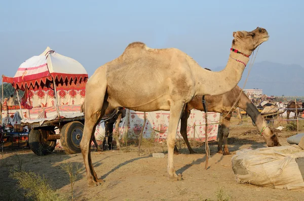 Två äta dromedarer och färgglada transport i nomadiska camp, Indien — Stockfoto