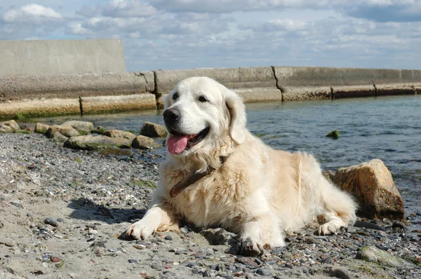 Portrait of friendly golden retriever dog at the beach at sunny day — Stock Photo, Image