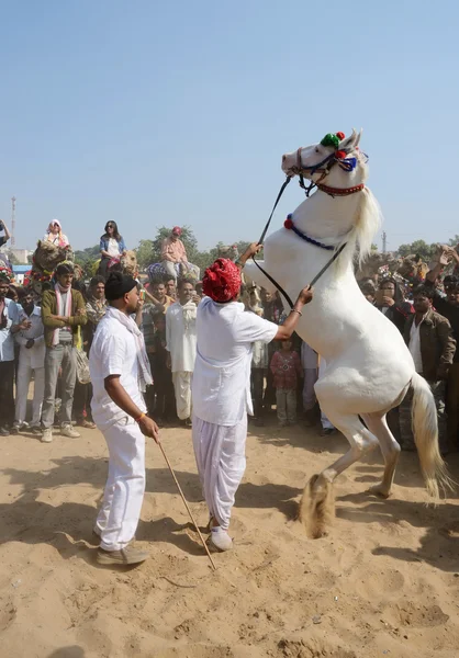 Plemienia nomadów mężczyzna biorący udział w konkursie tańca koni, targi bydła, Indie — Zdjęcie stockowe