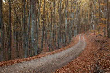 Sonbahar sarı ormanında toprak yol.