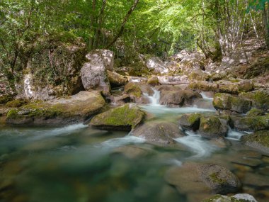 Yeşil ormanların derinliklerinde küçük bir nehir.