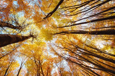 Ağaçların tepeleri sonbahar renklerinde