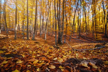Sonbahar Orman Doğa. Canlı renkli orman sabah