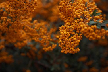 Taze olgun böğürtlenli Rowan dalı, yakın plan.