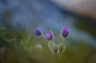 Açık havada günbatımında yetişen yaban gülü aromalı çiçek
