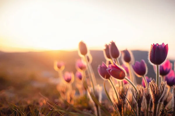 Selvatico crocus flavus fiore che cresce al tramonto all'aperto — Foto Stock