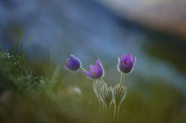 Selvatico crocus flavus fiore che cresce al tramonto all'aperto — Foto Stock