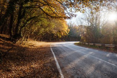 Sonbahar ormanında yaprakları dökülen asfalt yol..