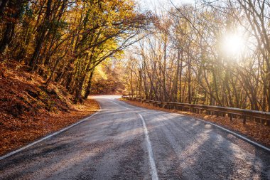 Sonbahar ormanında yaprakları dökülen asfalt yol..