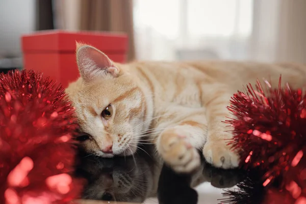 Szczęśliwy czerwony kot z pudełkami prezentów leżących na czarnym stole. — Zdjęcie stockowe