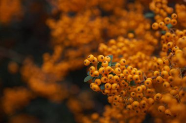 Taze olgun böğürtlenli Rowan dalı, yakın plan.