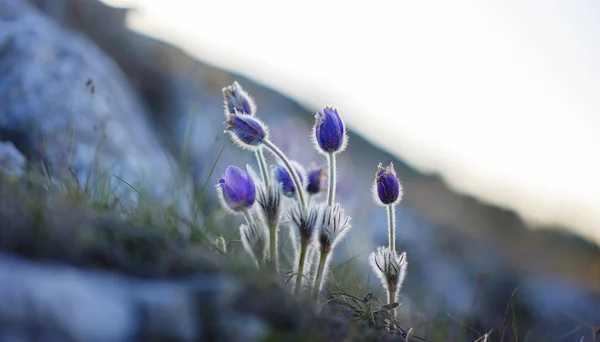 Selvatico crocus flavus fiore che cresce al tramonto all'aperto — Foto Stock