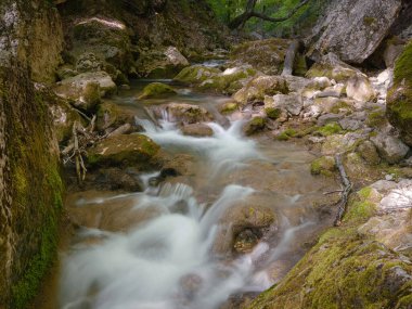Yeşil ormanların derinliklerinde küçük bir nehir.