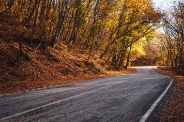 Sonbahar ormanında yaprakları dökülen asfalt yol..