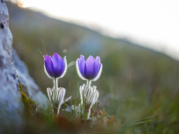 Dziki krokus smak kwiat rośnie o zachodzie słońca na zewnątrz — Zdjęcie stockowe