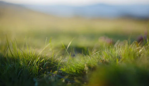 Beautiful natural landscape - alpine meadow. Close-up grass with sunbeams. Beautiful nature landscape with sun flares. — Stock Photo, Image