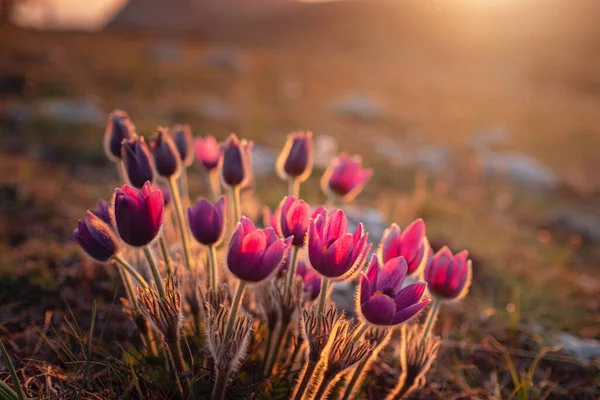 Mor Yaban Gülü Aromalı Çiçek Pulsatilla Gün Batımında Yetişen Pask — Stok fotoğraf