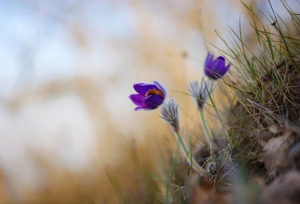 Fioletowy Dziki Aromat Krokusa Kwiat Lub Pulsatilla Pasque Kwiat Rośnie — Zdjęcie stockowe