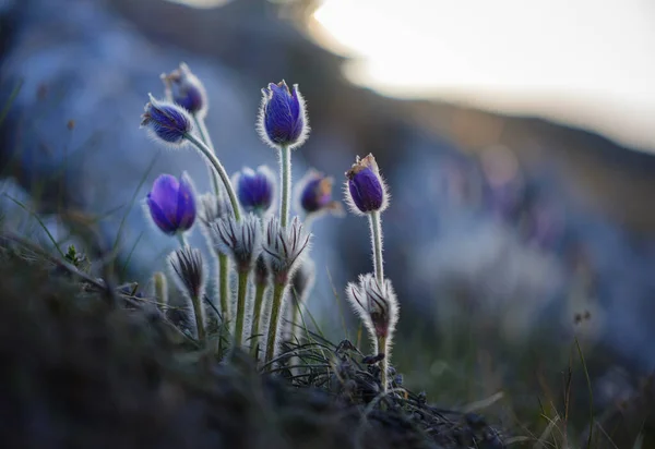 Фиолетовый Дикий Цветок Вкуса Крокуса Pulsatilla Цветок Паски Растущий Закате — стоковое фото
