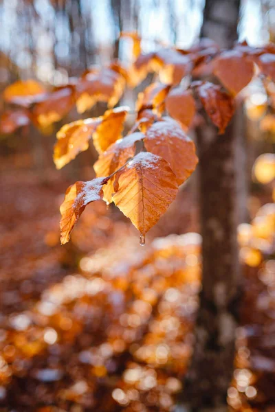 Őszi Levelek Jégben Első Fagy Száraz Levél Közelkép November Hideg — Stock Fotó
