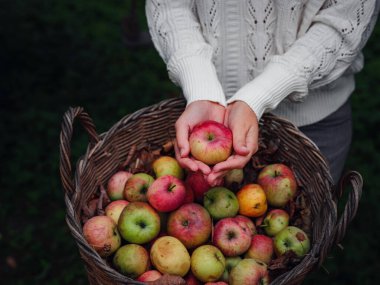 Çizgili pembe, kadınların elindeki dallardan taze elmalar koyu yeşil arka planda. Sonbahar hasat festivali. Sıcak atmosfer, doğal çevre dostu ürünler.